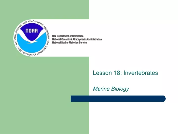lesson 18 invertebrates marine biology