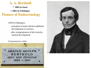 A. A. Berthold *  1803 in Soest                + 1861 in Göttingen Pioneer of Endocrinology