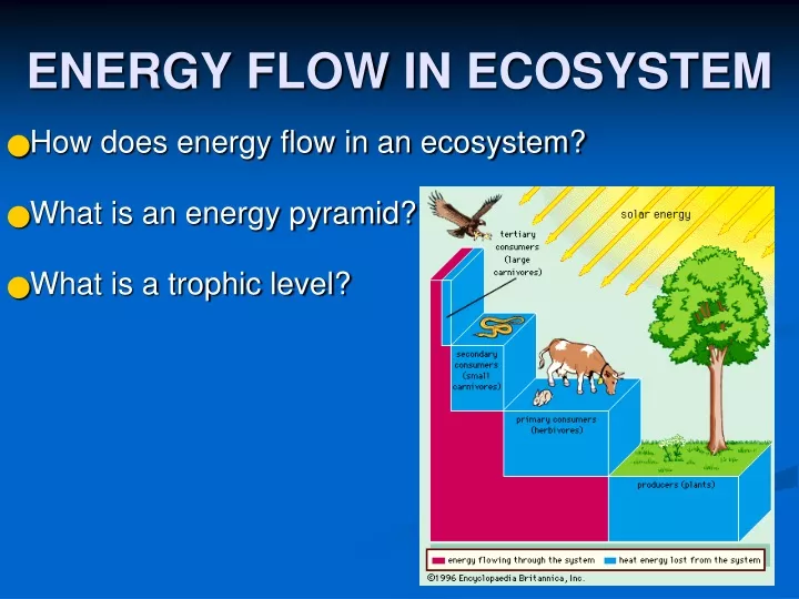 energy flow in ecosystem