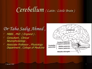 Cerebellum  ( Latin : Little Brain )