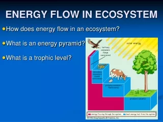 ENERGY FLOW IN ECOSYSTEM