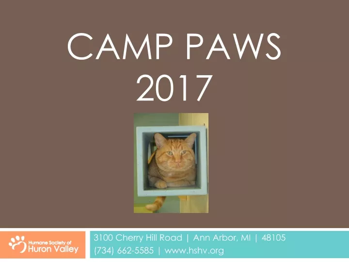 camp paws 2017