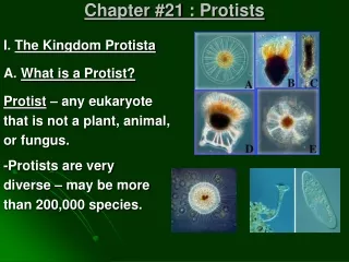 Chapter #21 :  Protists
