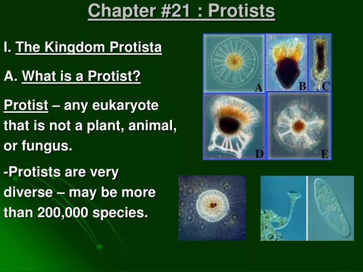 chapter 21 protists