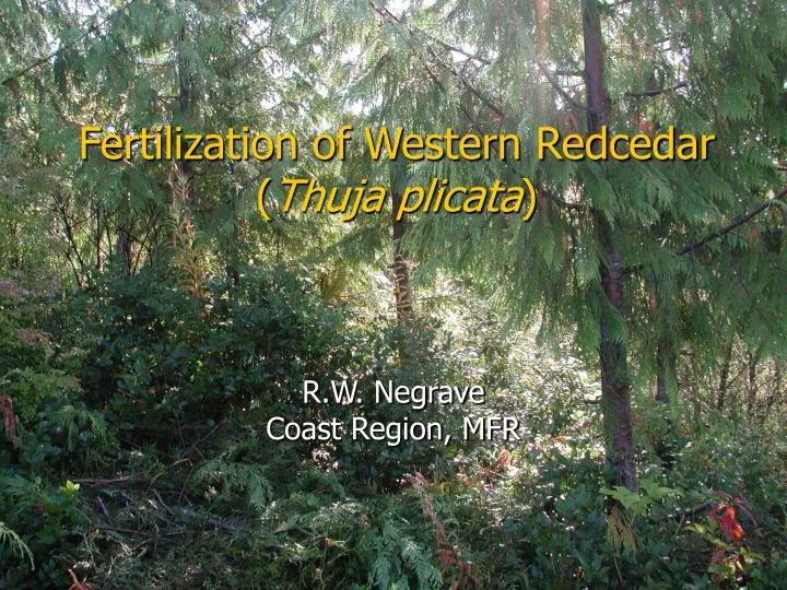 fertilization of western redcedar thuja plicata