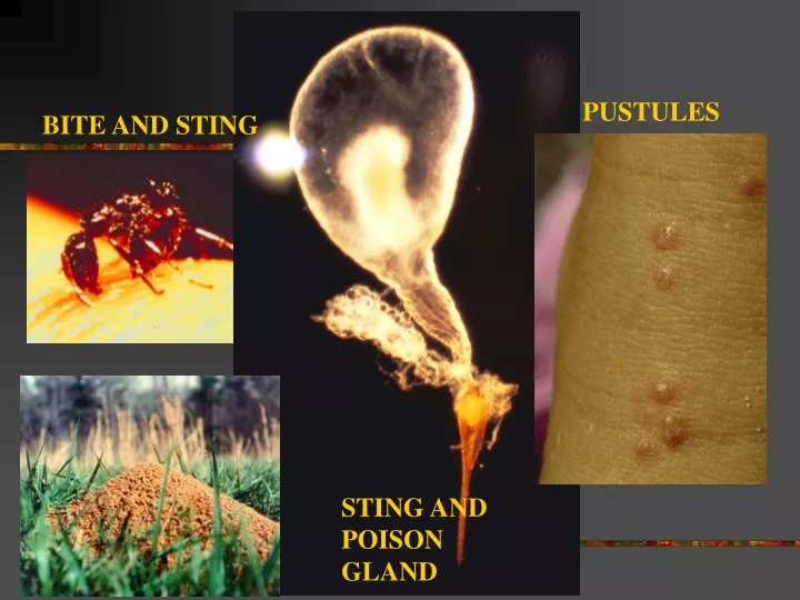 pustules