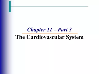 Chapter 11 – Part 3 The Cardiovascular System