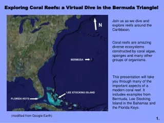 Exploring Coral Reefs: a Virtual Dive in the  Bermuda Triangle!