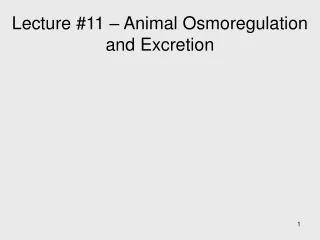 Lecture #11 – Animal Osmoregulation and Excretion