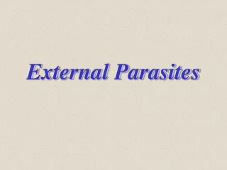 External Parasites