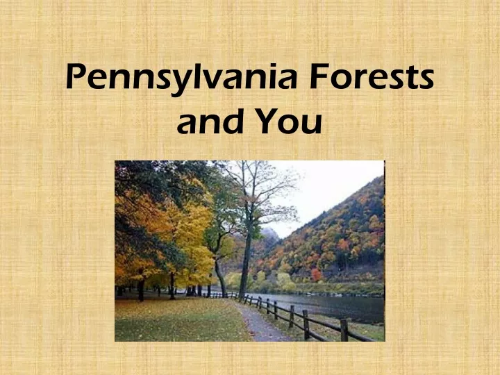 pennsylvania forests and you