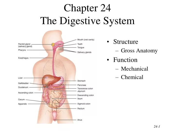 chapter 24 the digestive system