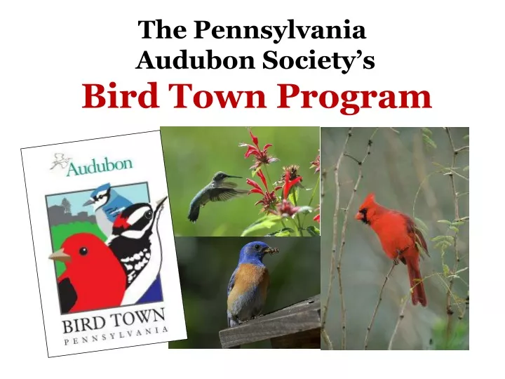 the pennsylvania audubon society s bird town program