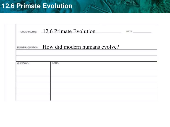12 6 primate evolution