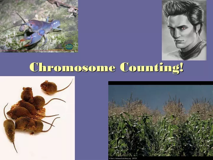 chromosome counting