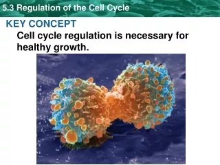 KEY CONCEPT Cell cycle regulation is necessary for healthy growth.