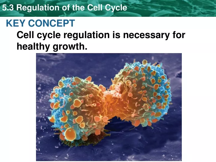 key concept cell cycle regulation is necessary