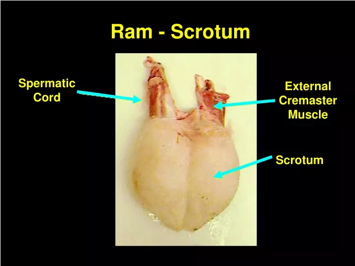 ram scrotum