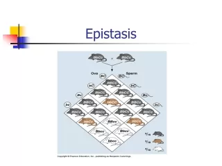 Epistasis