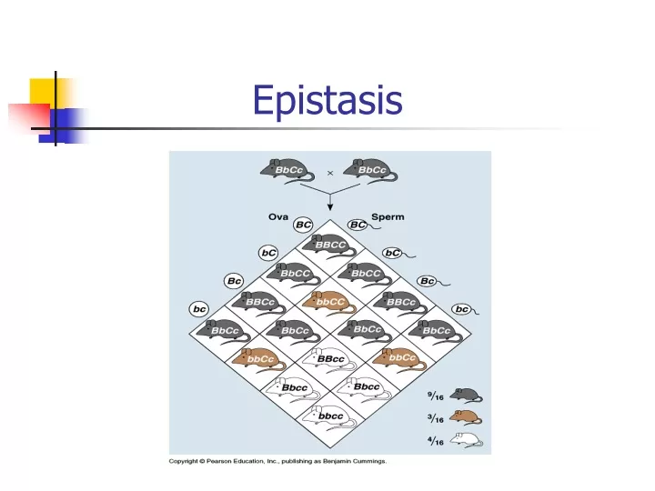 epistasis