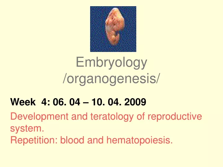 embryology organogenesis