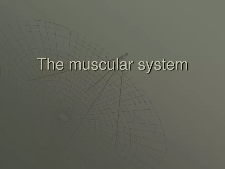 the muscular system