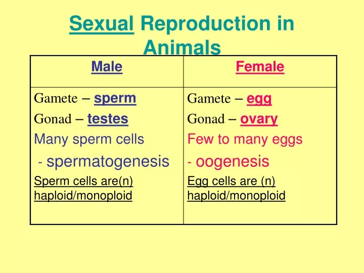 sexual reproduction in animals