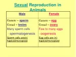 Sexual  Reproduction in Animals