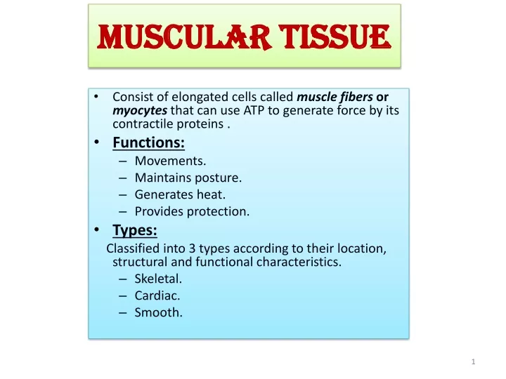 muscular tissue