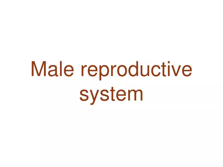 male reproductive system