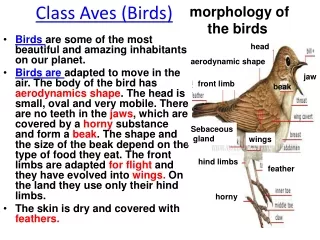 Class Aves (Birds)