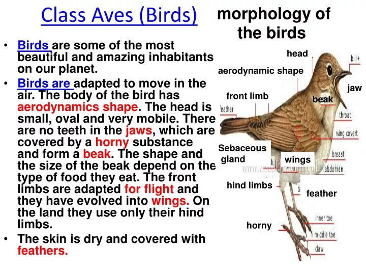 class aves birds