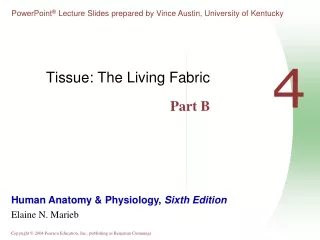 Tissue: The Living Fabric Part B