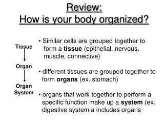 Review:  How is your body organized? 		• Similar cells are grouped together to