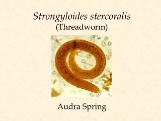 Strongyloides stercoralis (Threadworm)