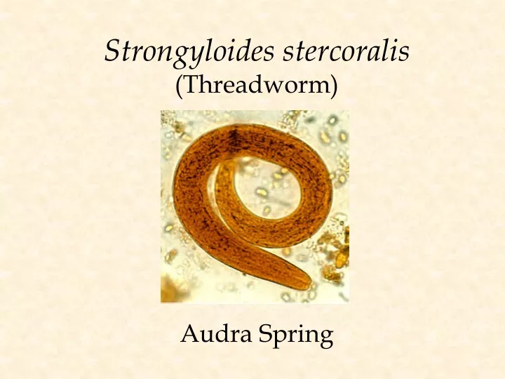 strongyloides stercoralis threadworm