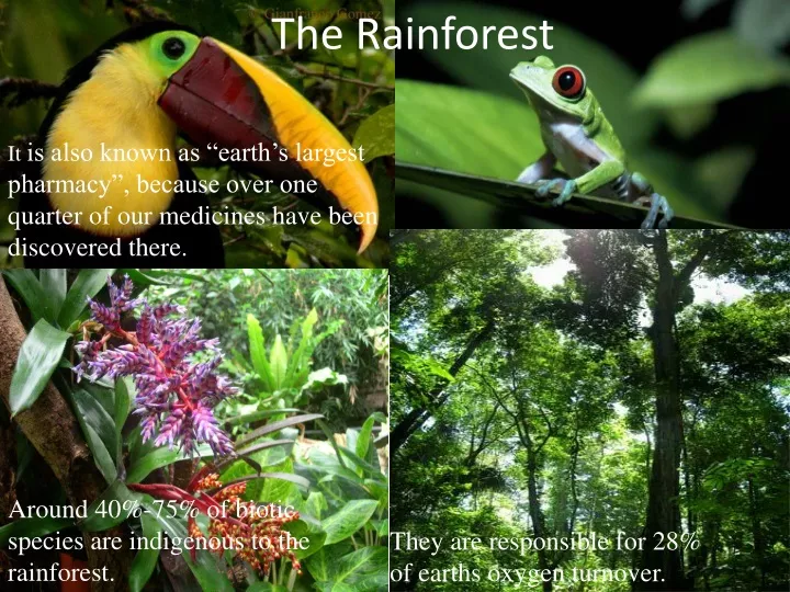 the rainforest