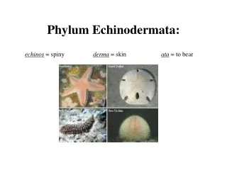 Phylum Echinodermata: