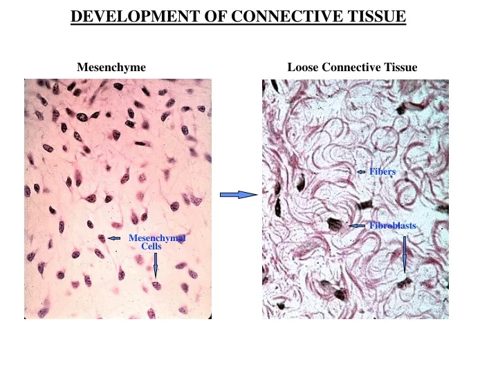 development of connective tissue