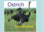 Ostrich: Largest Living Bird of the African Grasslands - slide 1
