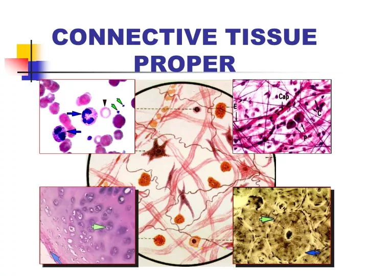 connective tissue proper