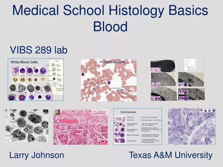 medical school histology basics blood