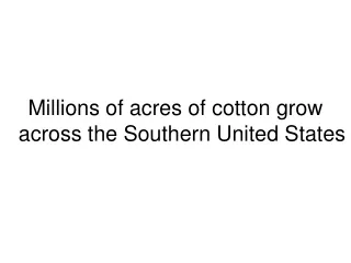 Millions of acres of cotton grow across the Southern United States