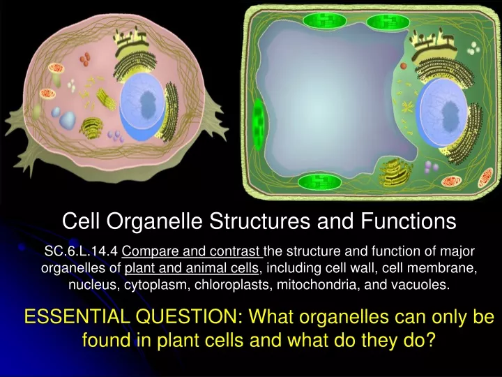 cell organelle structures and functions