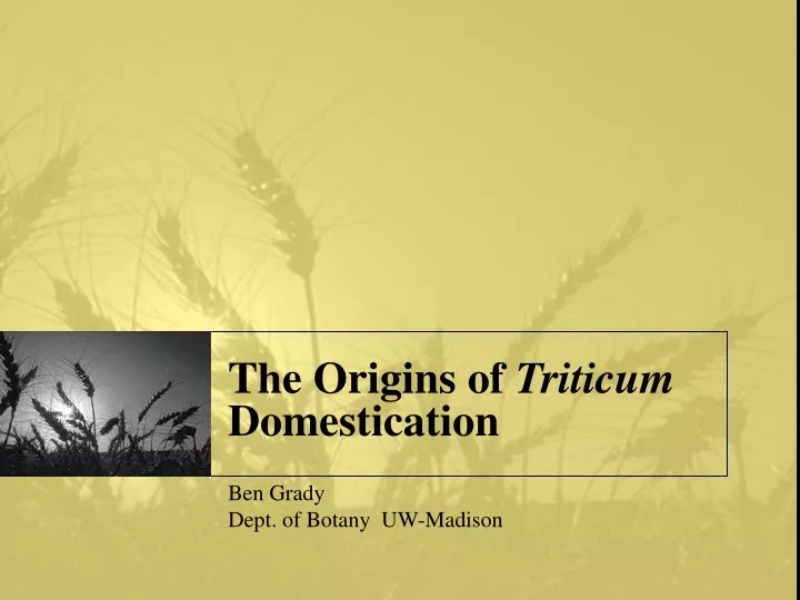 the origins of triticum domestication