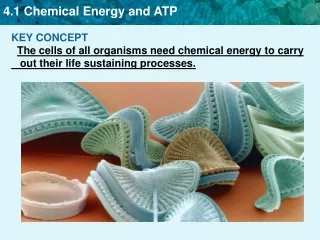 KEY CONCEPT   The cells of all organisms need chemical energy to carry