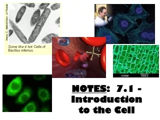 NOTES :  7.1 - Introduction to the Cell