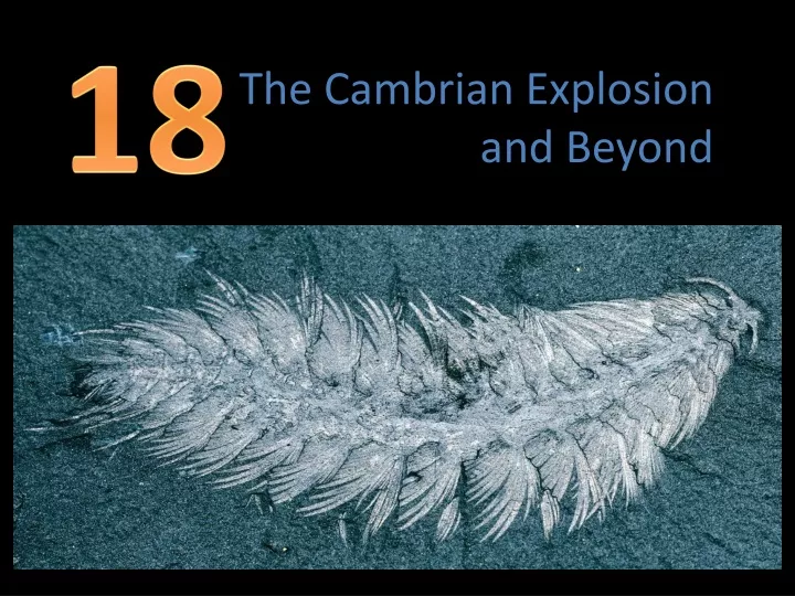 the cambrian explosion and beyond