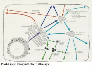 Post-Golgi biosynthetic pathways