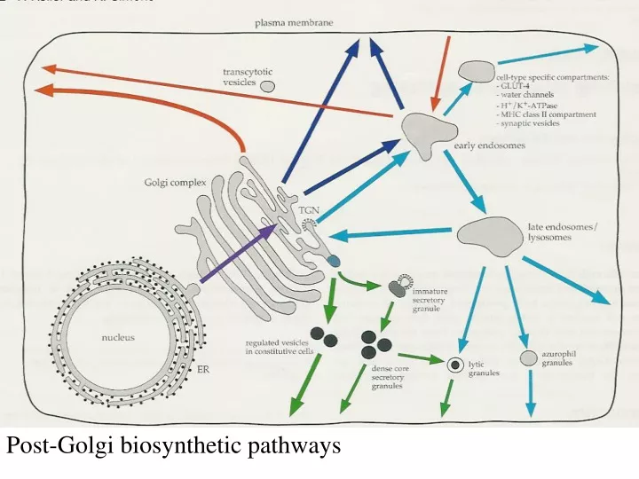 post golgi biosynthetic pathways
